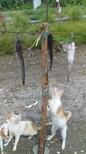 18M views · 423K reactions | Panjat Pinang | Batak Media | Facebook