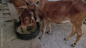 Two sahiwal cattle and gyr cattle eating fodder together in the same pot. Zebu cattle young Indian cow sahiwal breed.
