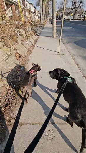 Walk with Remy and Marble near Danforth