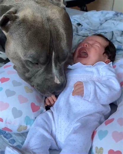 101K views · 1.3K reactions | Adorable dog tried to comfort the crying baby!❤️ | This Is Brainy | Facebook