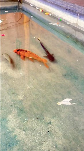 Wowww..🤩 Soothing Fish Swimming Video for Relaxation #fish #aquarium #water #calm #waterworlds