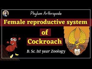Female Reproductive system of Cockroach II B. Sc. Ist year II Zoology