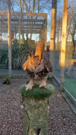 The dancing owl stole the spotlight! 🦉💃 Even nature seemed to move with its rhythm. . . . . . . . . . #owlsofinstagram #wildlifephotography #birdsoftiktok #naturelovers #animalreels #birdwatching #owllove #beautifulbirds #wildlife_perfection #majesticcreatures | Owl Lovers