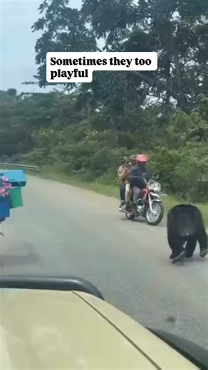 58 reactions · 7 comments | Chimpanzee trekking in Kibale National...