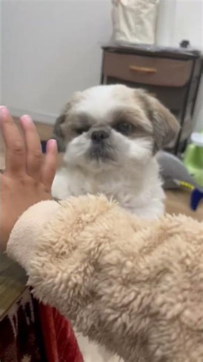 あれ？シーズーって立つっけ？ #puppy #眠る #シーズー #pets #cute #可愛い #癒し #犬のいる生活