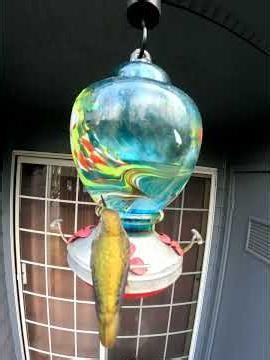 Backyard Hummingbirds