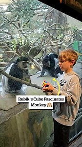 My Son's Rubik's Cube Fascinates Monkey 🙉 | Viral Motion