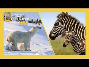 Relax with Cute Animals 🎶 | 4K | 40 Minutes | Incredible Animal Journeys | ‪@natgeokids‬