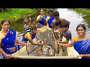 Amazing Big Sneakhead Murrel Fish Catching | Viral Meen | Village Style Fish Catching