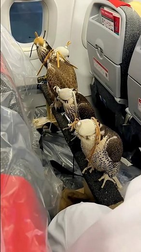 Why Are Falcons Blindfolded on Planes? 🦅