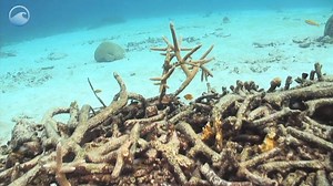 These beautiful coral reefs are in serious trouble. They are being damaged or destroyed by pollution, disease, climate change, and a large number of ship groundings. Learn what NOAA and its partners are doing to restore coral: https://oceantoday.noaa.gov/fullmoon-restoringcoralreefs/welcome.html | NOAA Ocean Today