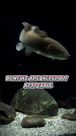 Ancient Bowfin : Fascinating Facts, Adaptations, Predatory Behavior, Habitat, Conservation Insights