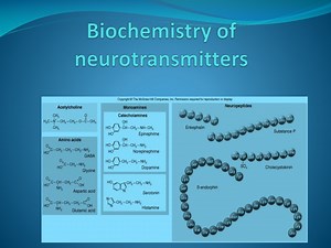 Neurotransmitters and Their Role in the Body - SlideServe