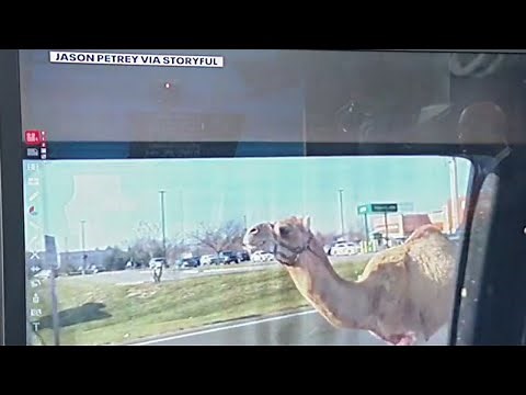 Camel escapes live nativity scene wanders for hours