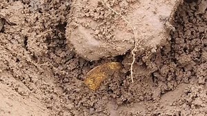 „Fund des Lebens“: Hobby-Archäologen graben sensationellen Schatz in Schottland aus