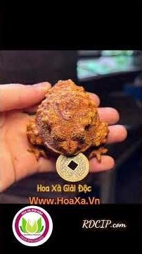 #bạch_hoa_xà_thiệt_thảo và #Bài_hát_Hoa_Xà_Giải_Độc The sing of a song meaning
