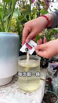 How to Care for Peonies - Flower Care Tips