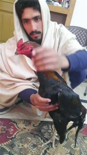 Aseel Training Sessions with Ustad Jamshd Cheema