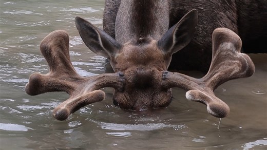 107K views · 4.5K reactions | As spring arrives, creatures stir in the woods. The snapping of branches. The chitter of squirrels. The shaking of fur, as if shaking off winter. And sometimes, you hear the sound of a moose feeding in a lake, deep in a wooded valley. #outdoors #animals #wildlife | Michael Hodges, Author | Facebook