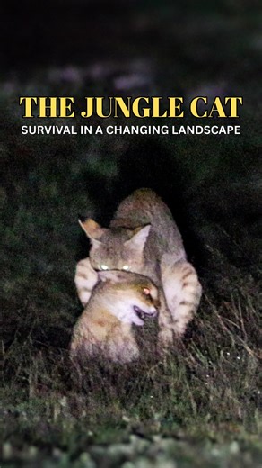 A rare moment captured in the Saswad landscape - the courtship and mating rituals of jungle cats, behaviour seldom documented. This video follows the pair, the female raising her kittens, and the pressures they face while sharing space with other wildlife and rising numbers of feral cats. Voiceover - @shamik_sathe Editor - @tanyagraphy #junglecat #wildlifeconservation #grasslandsarenotwastelands | The Grasslands Trust
