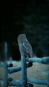 Great Grey Owl 🤯 #shorts #facts #viralreelsfb #Amazing #owl | Facts Hub