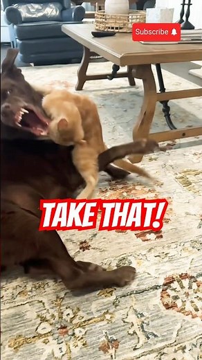 Kitten vs Dog: Who's the Real Boss?