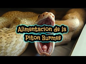 Cuidados Piton Burmes Alimentacion
