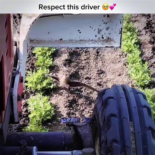 Respect this driver🥹💕 . . . #explor #foryou #sigma #USA #UK | driver