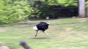 Ostriches are crazy fast! They’re actually the fastest-running birds on Earth. They can reach top speeds of about 37–43 mph. Each stride can be up to 16 feet long when they’re in full sprint. | Cincinnati Zoo & Botanical Garden