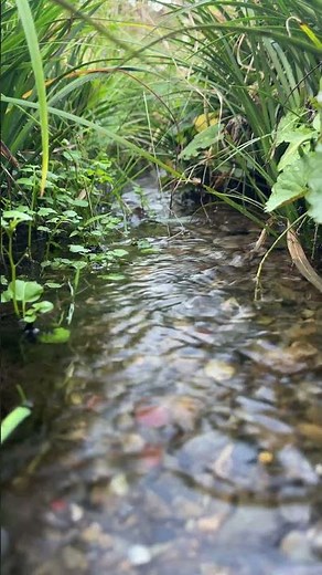 湧水（ゆうすい）｜ Yusui – Spring water flow ｜ Japanese ASMR