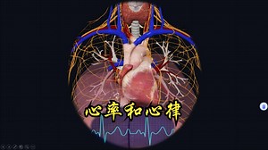心率和心律都是谁控制的？