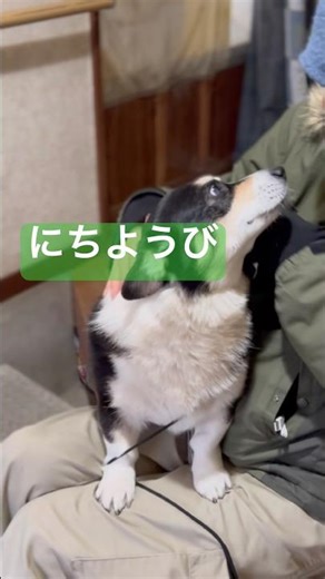 #22-Mar-2026 #corgi #黒コギ #コーギー #朝散歩 #ハレさん