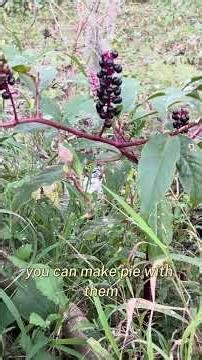 Pokeweed #agk #nature #pokeweed #inkberry #plants #berries #wildlife #nativeplants #florida