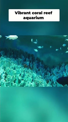 Tiny Fish, HUGE World! Coral Reef Aquarium Magic Unveiled