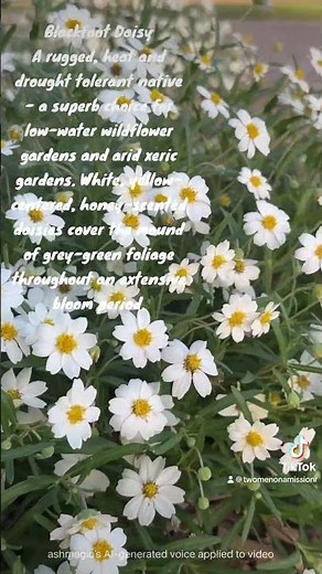 Texas Native Plant Pollinator Garden: Blackfoot Daisy