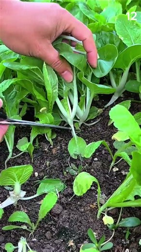Crisp snip, root lift, morning rhythm harvests greens with scissor grip and soil pulse