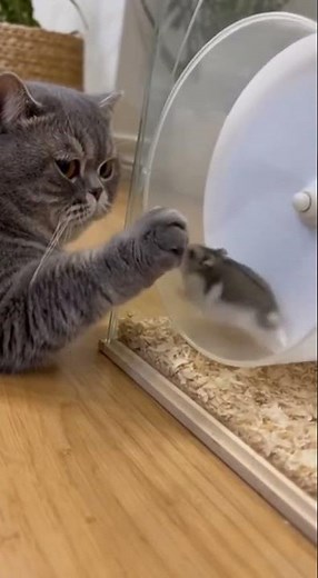 This Cat Just Turned the Hamster Wheel Into a Rollercoaster