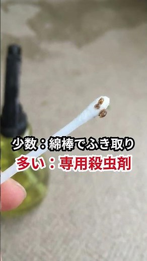 観葉植物の葉っぱがベタベタするときによくある原因と解決策