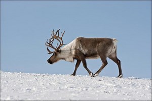 Põhjapõder (Rangifer Tarandus) | Uskumatud faktid Ekolss - Loomad