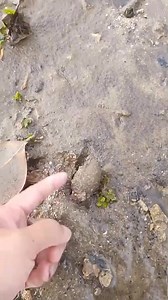Shellfish hunting | Khabbab Al Miqdad