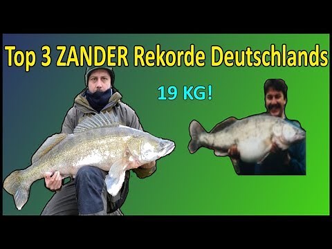 Top 3 Rekord ZANDER Deutschlands | 19 KG Zander