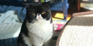 Why Does My Cat "Bunny Kick" Me?