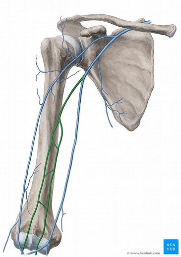 Brachial vein