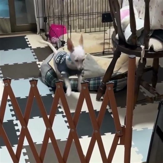 ポンちゃんの１匹運動会～おやつもらえず、走り回るポンちゃん～