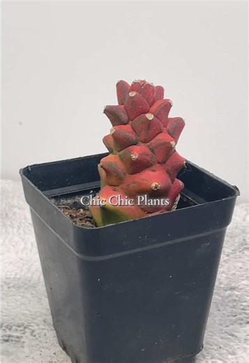Find more rare plants surprise you! #cactus #succulent #houseplants #rareplants #agave