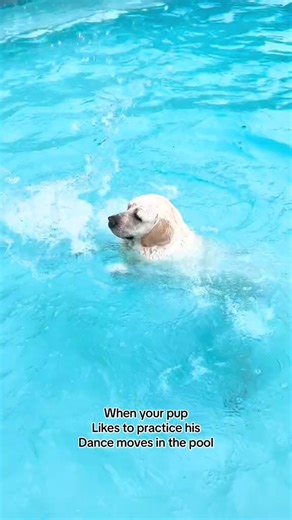 82K views · 6.1K reactions | Buster working on his dance moves!! | Buster's World | Facebook