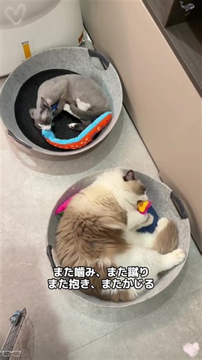 私の猫が鳴き声の魚を持っている #猫のおもちゃ #鳴き声の紙おもちゃ #猫を楽しませるアイテム #猫用品 #猫飼い初心者