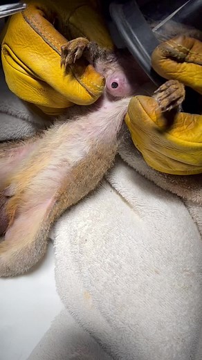 #squirrel #squirrels #bot #botflyremoval #botfly #veterinarian #veterinary v#veterinarymedicine