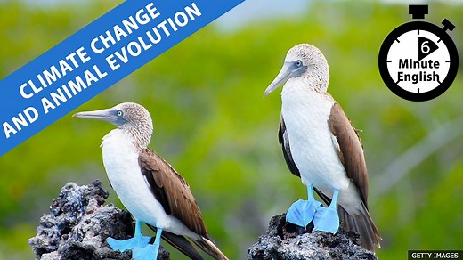 BBC Learning English - 6 Minute English / Climate change and animal evolution