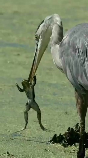 24K views · 229 reactions | Frog in trouble The waterfowl put the...